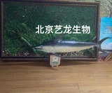 马林鱼标本