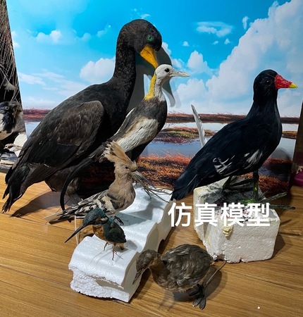 仿真鸟类定制