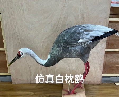 仿真鹤类定制