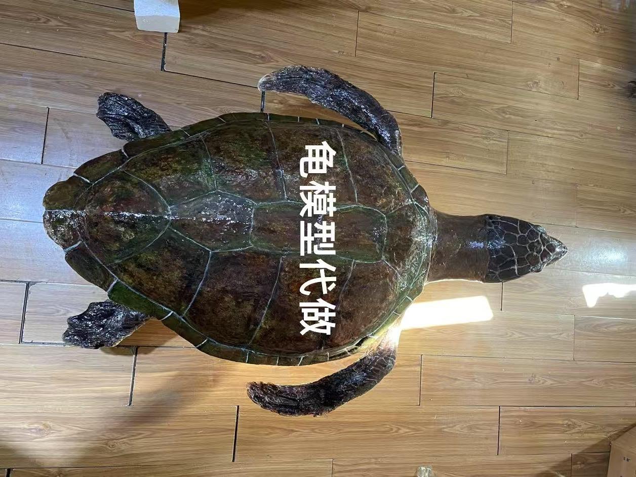 宠物龟标本