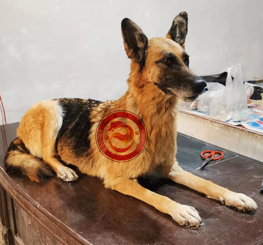 狗标本