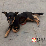 狗标本