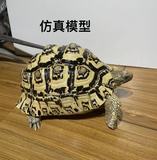龟模型