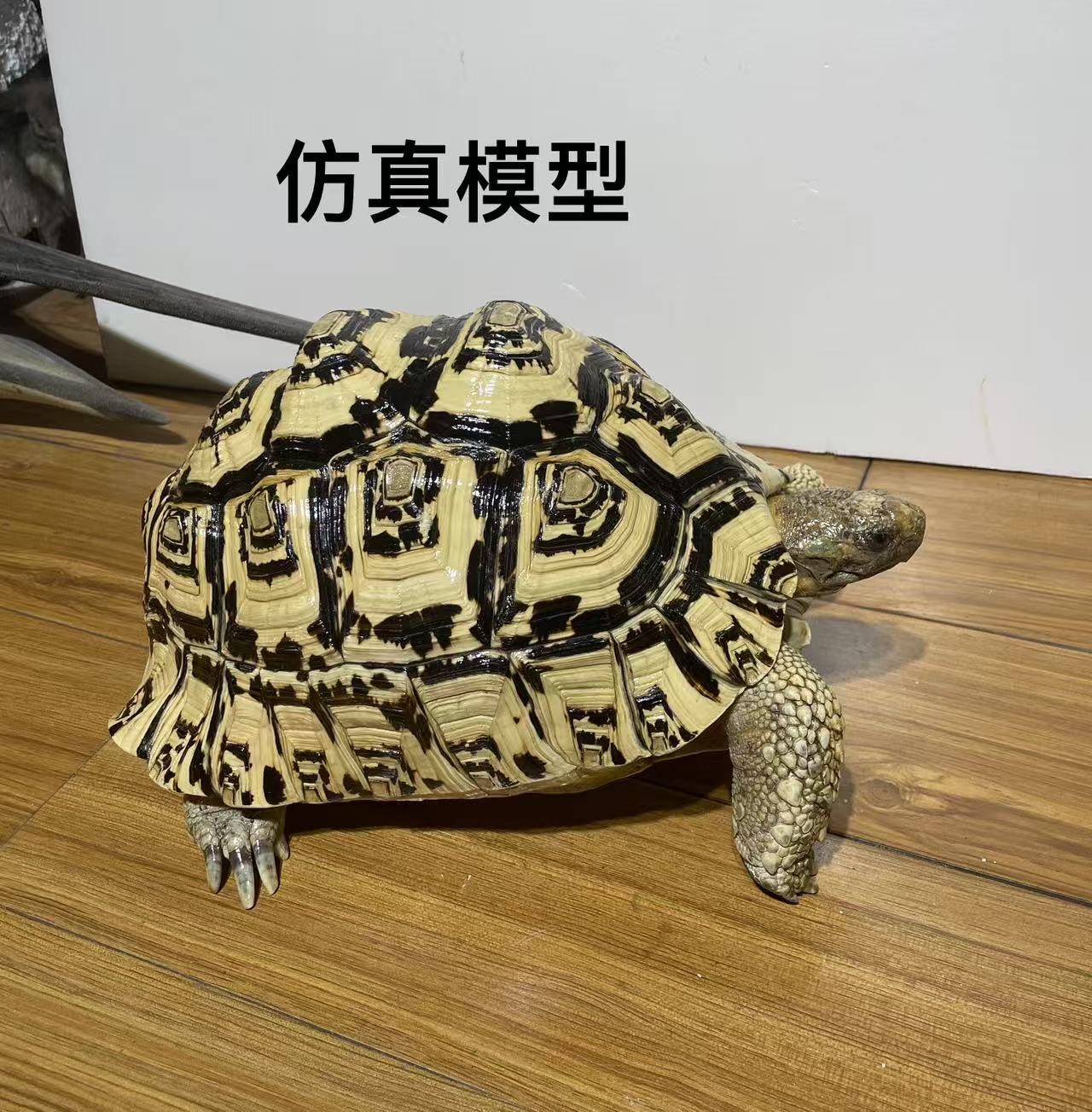 龟模型