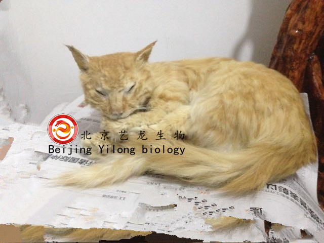 宠物猫