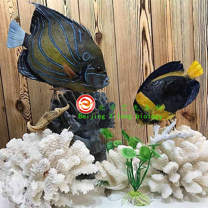 观赏鱼