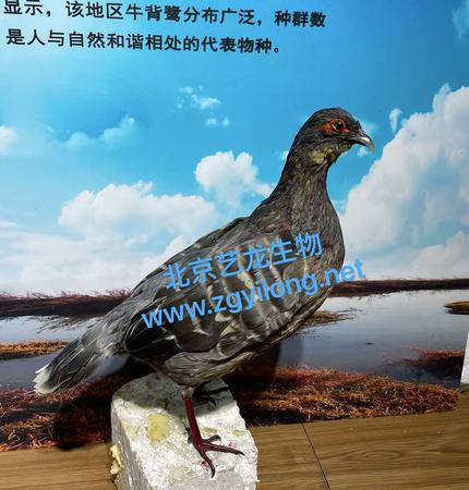 仿真稚鹑定制