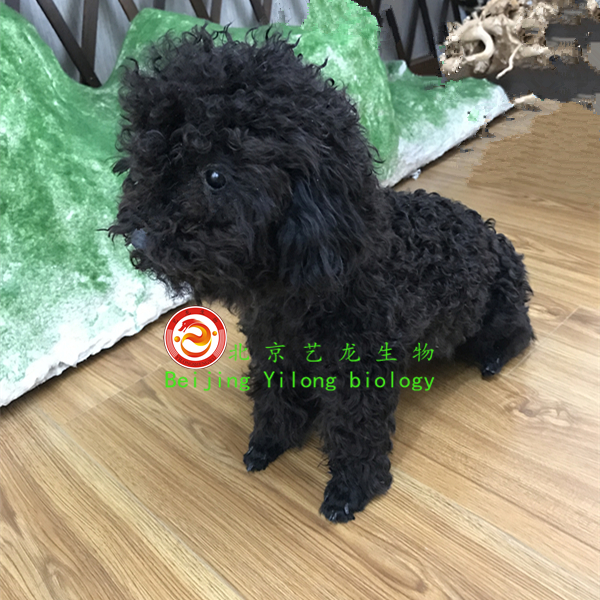 泰迪犬
