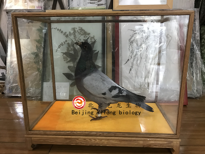 赛鸽