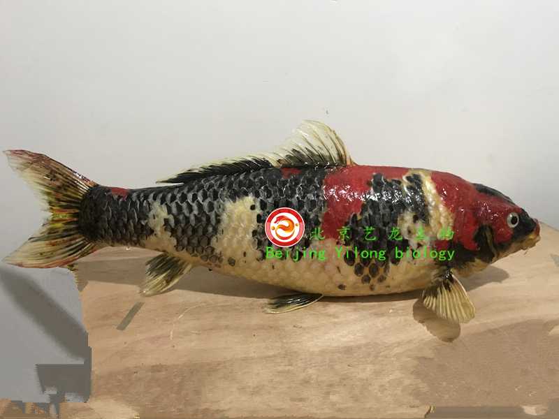 锦鲤标本