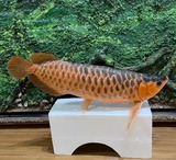 金龙鱼标本