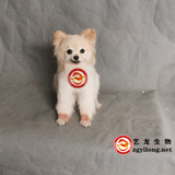 宠物狗标本