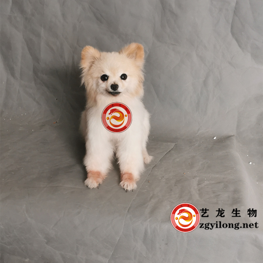 宠物狗标本
