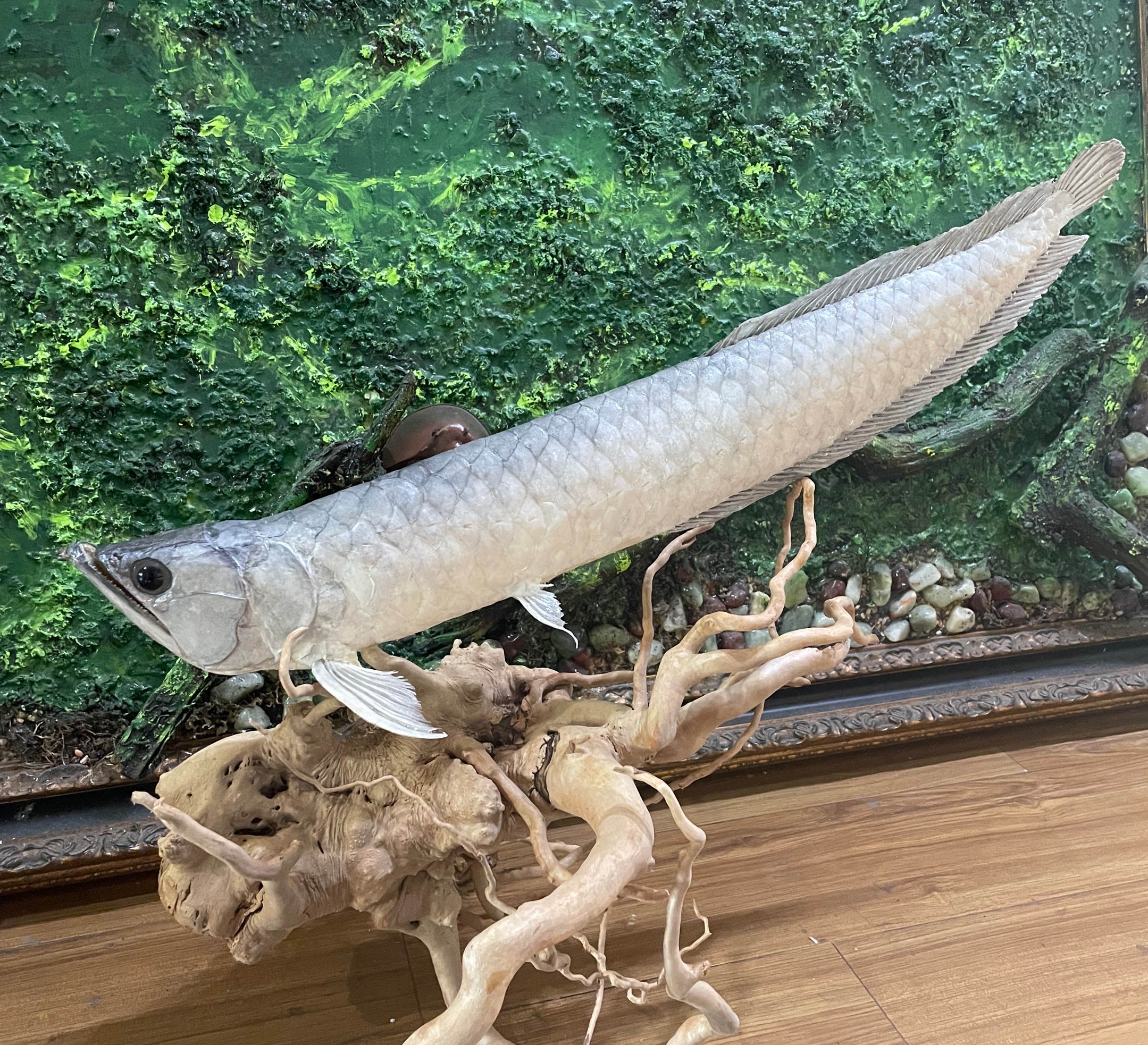 银龙鱼标本