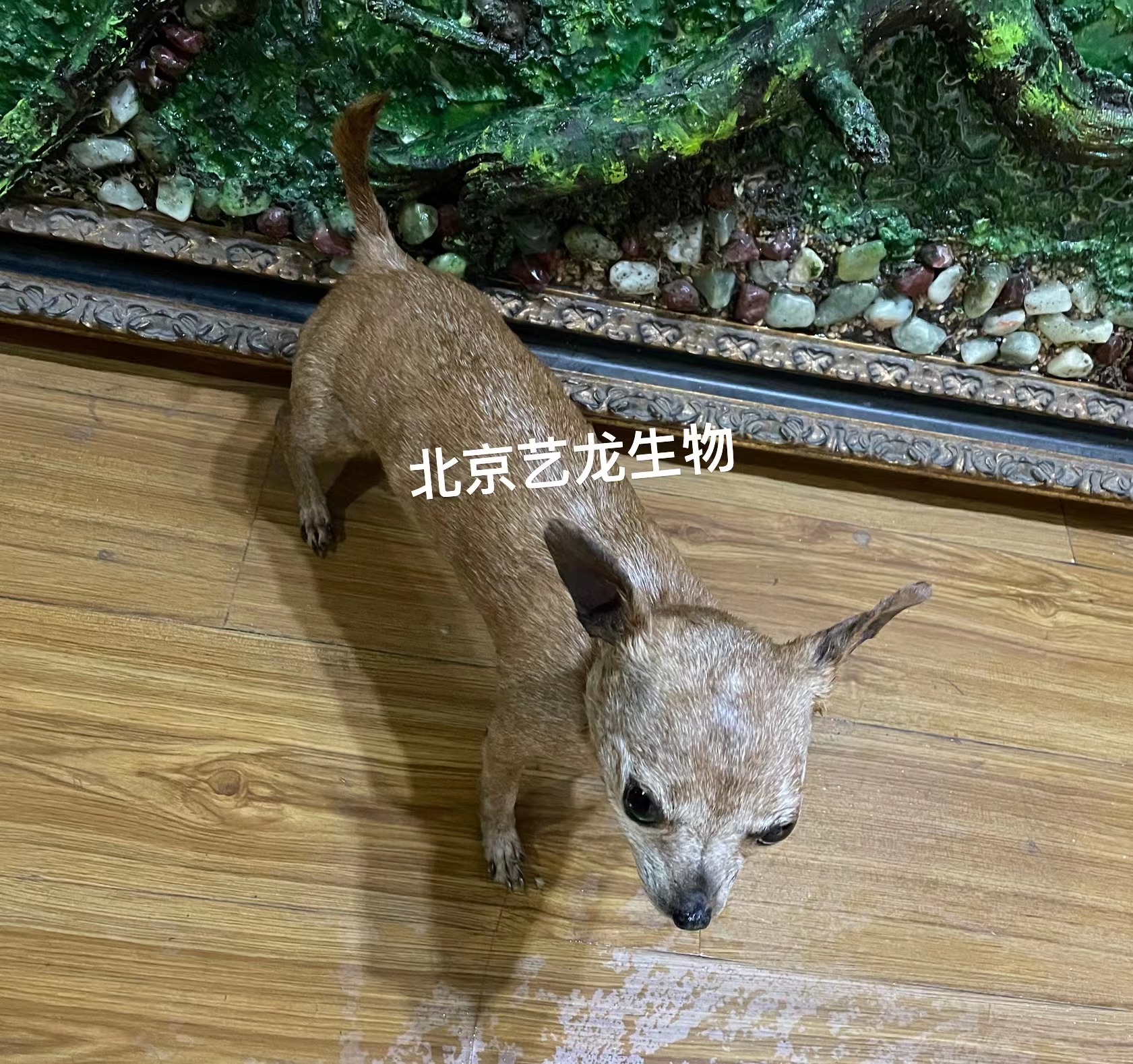 宠物狗