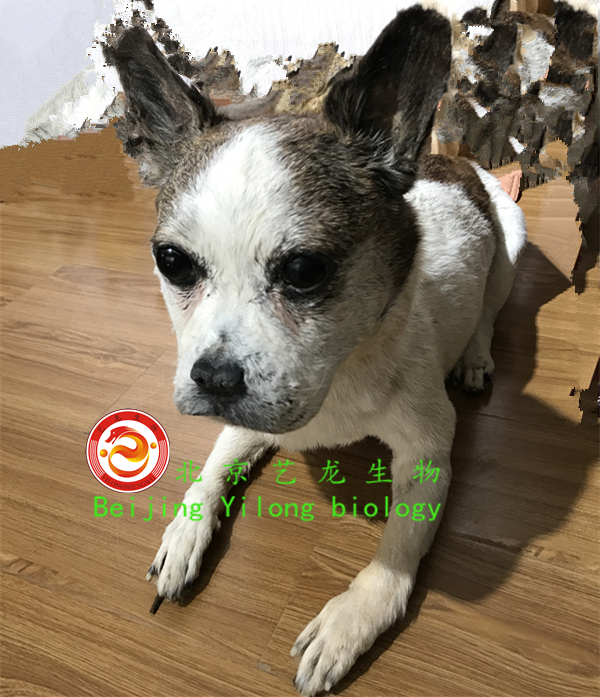 宠物狗