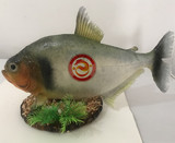 鱼标本