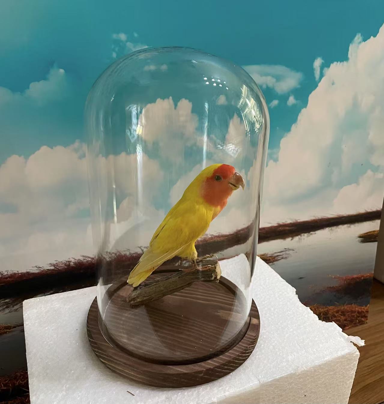 鸟标本