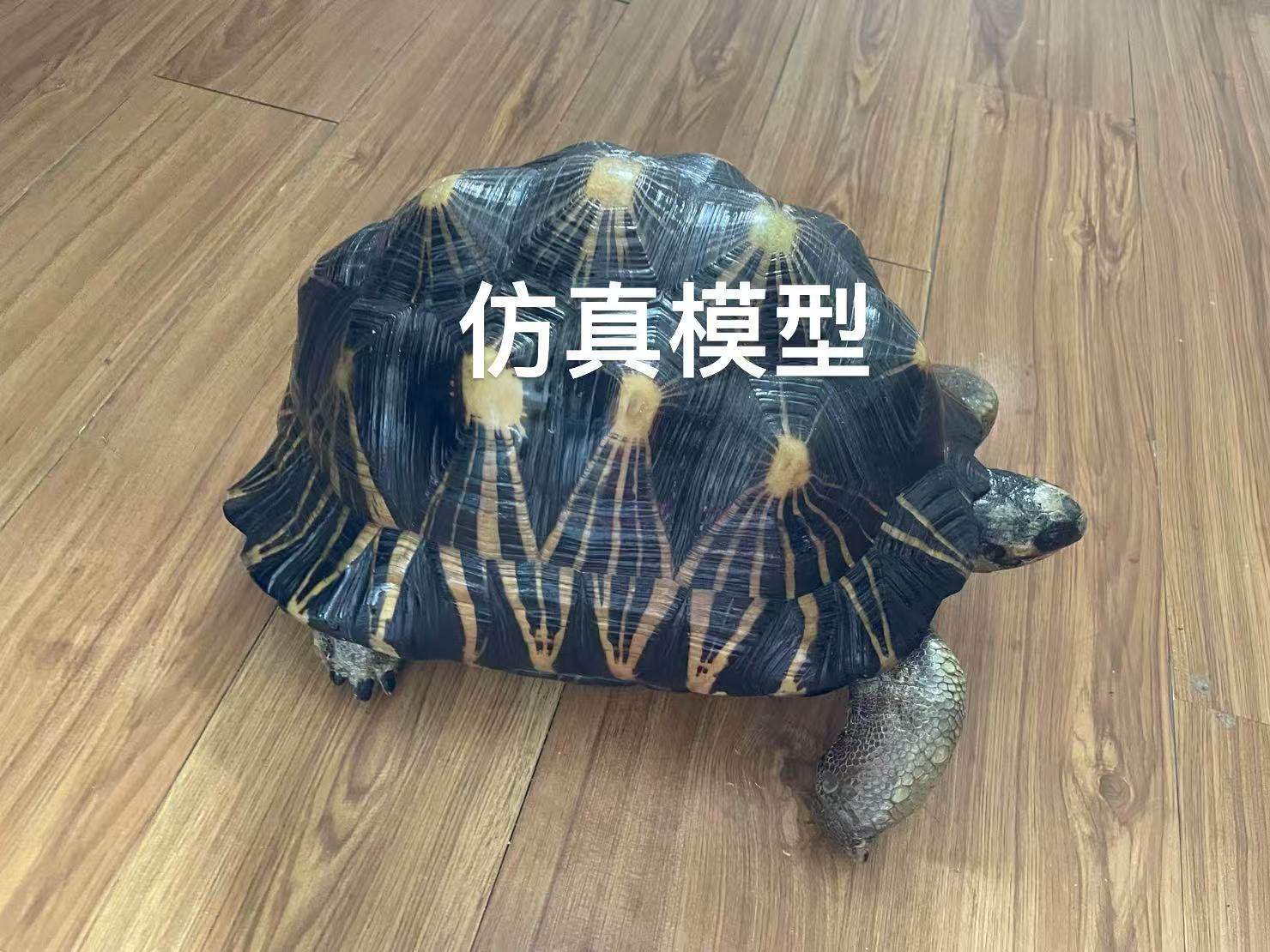 仿真龟代做
