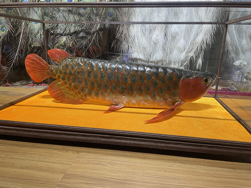 龙鱼标本
