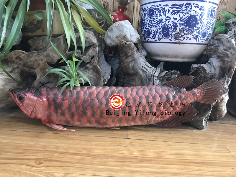 北京艺龙生物标本有限公司